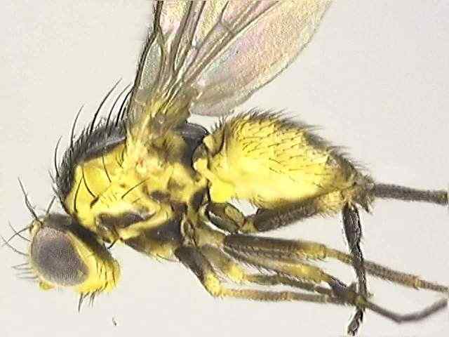 Liriomyza flaveola